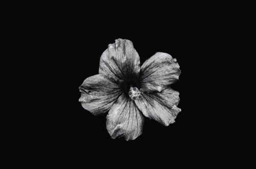 black and white photo of a flower